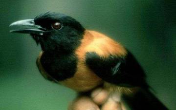 Hooded Pitohui, Burung Pembawa Racun yang Lebih Mematikan dari Sianida