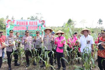 Dukung Ketahanan Pangan,Polres Biak Numfor Panen Jagung