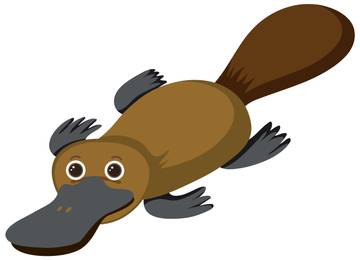 Platypus Hewan Unik Dari Australia