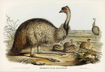 The Great Emu War