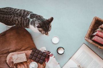 Alasan Kucing Tidak Boleh Makan Cokelat