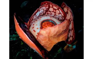 Rafflesia Hasseltii Bunga Langka Dari Indonesia