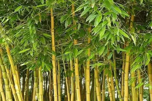 Bukan Pohon! Ini 5 Fakta Ilmiah tentang Bambu
