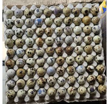 Khasiat Telur Puyuh: Sumber Nutrisi yang Kaya Manfaat