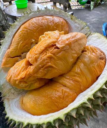 Tips Dan Trik Memilih Durian Matang Dan Enak