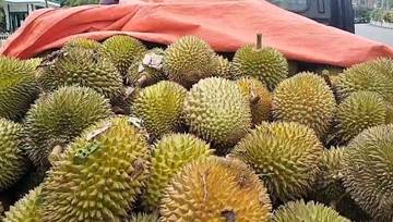 Durian Rajanya Buah Kok Bisa ?