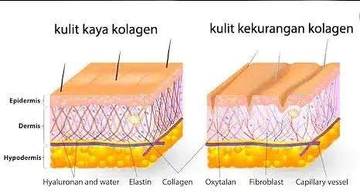 Manfaat Kolagen Bagi Tubuh