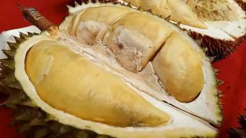 Mitos dan Fakta Tentang Buah Durian