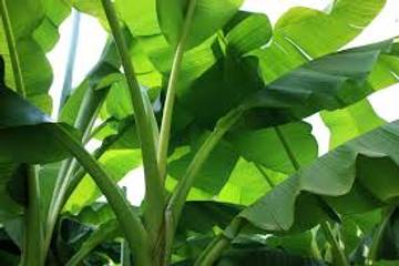 Daun Pisang Atasi Santan Yang Terlanjur Pecah
