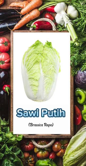 Manfaat Sayur Sawi Putih bagi Kesehatan