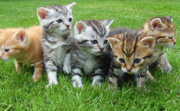 Fakta Unik: Kucing Tidak Bisa Merasakan Manis !