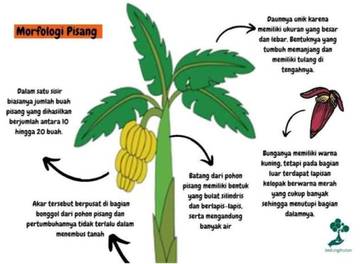 4 Bagian Pohon Pisang yang Bisa Dimanfaatkan