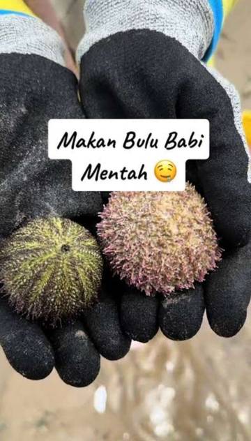 Bolehkah Makan Binatang Bulu Babi? Ini Penjelasannya