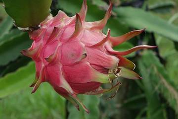 Beberapa Khasiat Dari Buah Naga 
