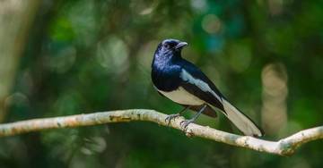 Burung Kacer Dengan Tujuh Fakta Menariknya 