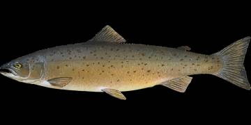 Ikan Salmon Memiliki Kemampuan Navigasi Yang Luar Biasa