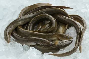 Berbagai Khasiat Ikan Sidat Yang Jarang Diketahui 