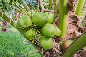 Khasiat Dan Manfaat Dari Umbut Kelapa