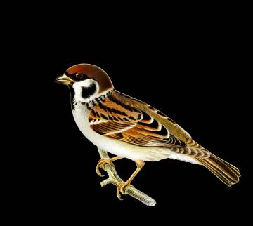 Mengenali Beberapa Fakta Unik Dari Burung Gereja