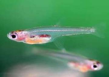 Si Mungil dari Sumatra: Ikan Terkecil di Dunia