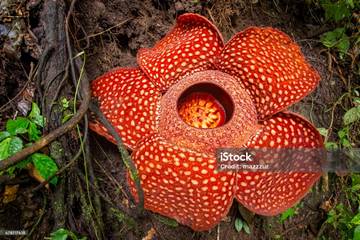 Bunga Rafflesia Dengan Beberapa Fakta Uniknya 