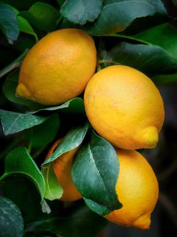 Lemon Dengan Tujuh Fakta Menariknya