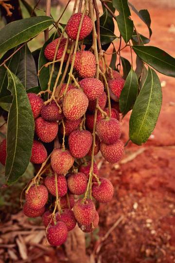 Beberapa Manfaat Dari Buah Leci