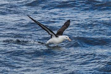 Beberapa Fakta Menarik Dari Burung Albatros 