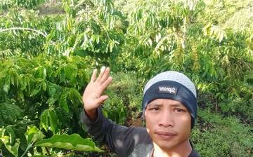 Jelang Panen,Petani Kopi Sibuk Urus Lahan Kebun