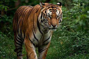 Krisis Biodiversitas: Satwa Indonesia yang Nyaris Punah