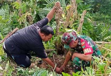 Babinsa Koramil Kaur Tengah Laksanakan Penanaman Pohon