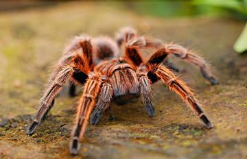 Fakta Menarik Tarantula Yang Jarang Diketahui