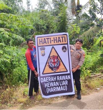 Awas, Ancaman Harimau Sumatera Di Perbatasan Kaur 