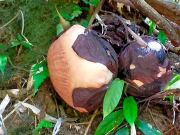 Bonggol-Bonggol Bunga Raflesia Muncul di Muara Sahung 