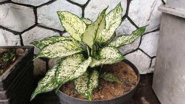 Tanaman Aglaonema Snow White Tambah Estetika Hunian