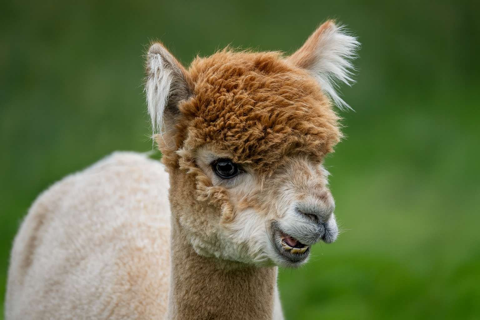 Alpaca, Si Gembala Awan yang Memikat Dunia