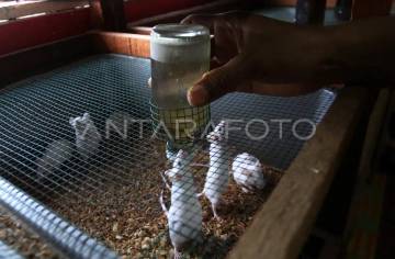 Tikus: Si Pintar yang Sering Diremehkan