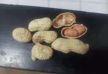 Kacang Kulit Camilan Sehat dengan Nutrisi Tinggi