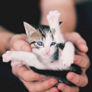 Mengapa Kucing Tidak Suka Telapak Kakinya Disentuh?