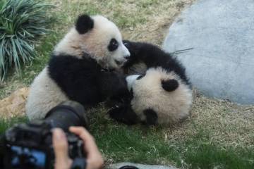 Antusiasme Tinggi Lomba Penamaan Panda Kembar di Hongkong