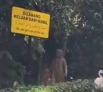 TSI Klarifikasi Wisatawan Turun di Kandang Singa 