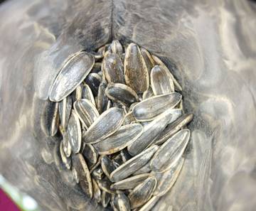 Kandungan Nutrisi dan Manfaat Dibalik Cemilan Kuaci