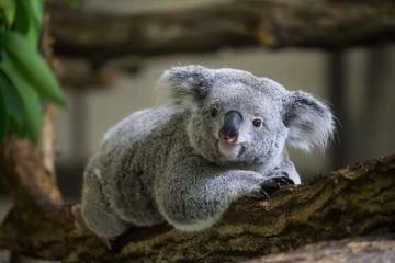 Perlindungan 176 Ribu Hektare Hutan Selamatkan Populasi Koala