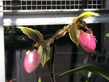 Anggrek Baru Perkuat Keanekaragaman Hayati Kebun Raya Bogor