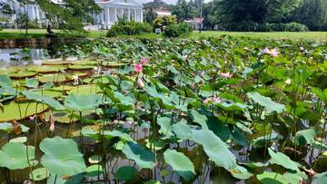Lotus Hiasi Keindahan Kolam dengan Pesona Alami
