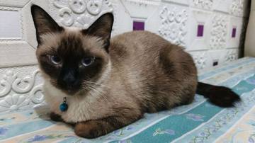 Ciri Khas Kucing Siam dan Daya Tarik Alaminya