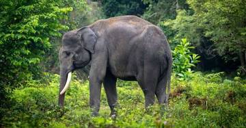 Sumatera Alami Kehilangan Biodiversitas Tertinggi di Indonesia