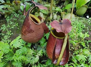 Upaya Pelestarian Kantong Semar di Kebun Raya Bogor