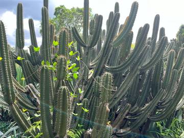 Pesona Kaktus Apel Peru di Kebun Raya Bogor