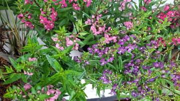 Lavender: Tanaman Cantik Pengusir Nyamuk